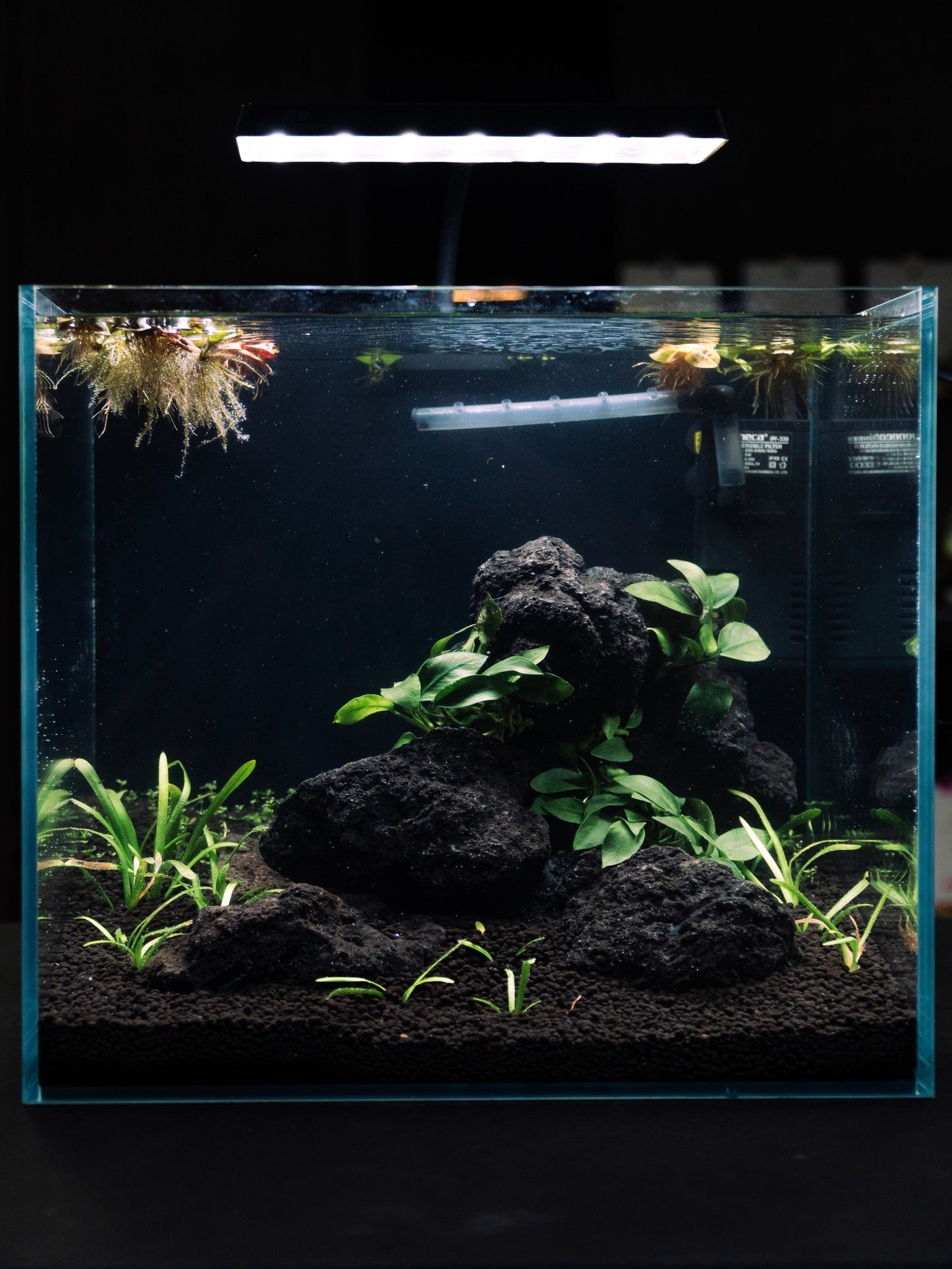 Shrimp Classic Aquascape Workshop(2 Pax)