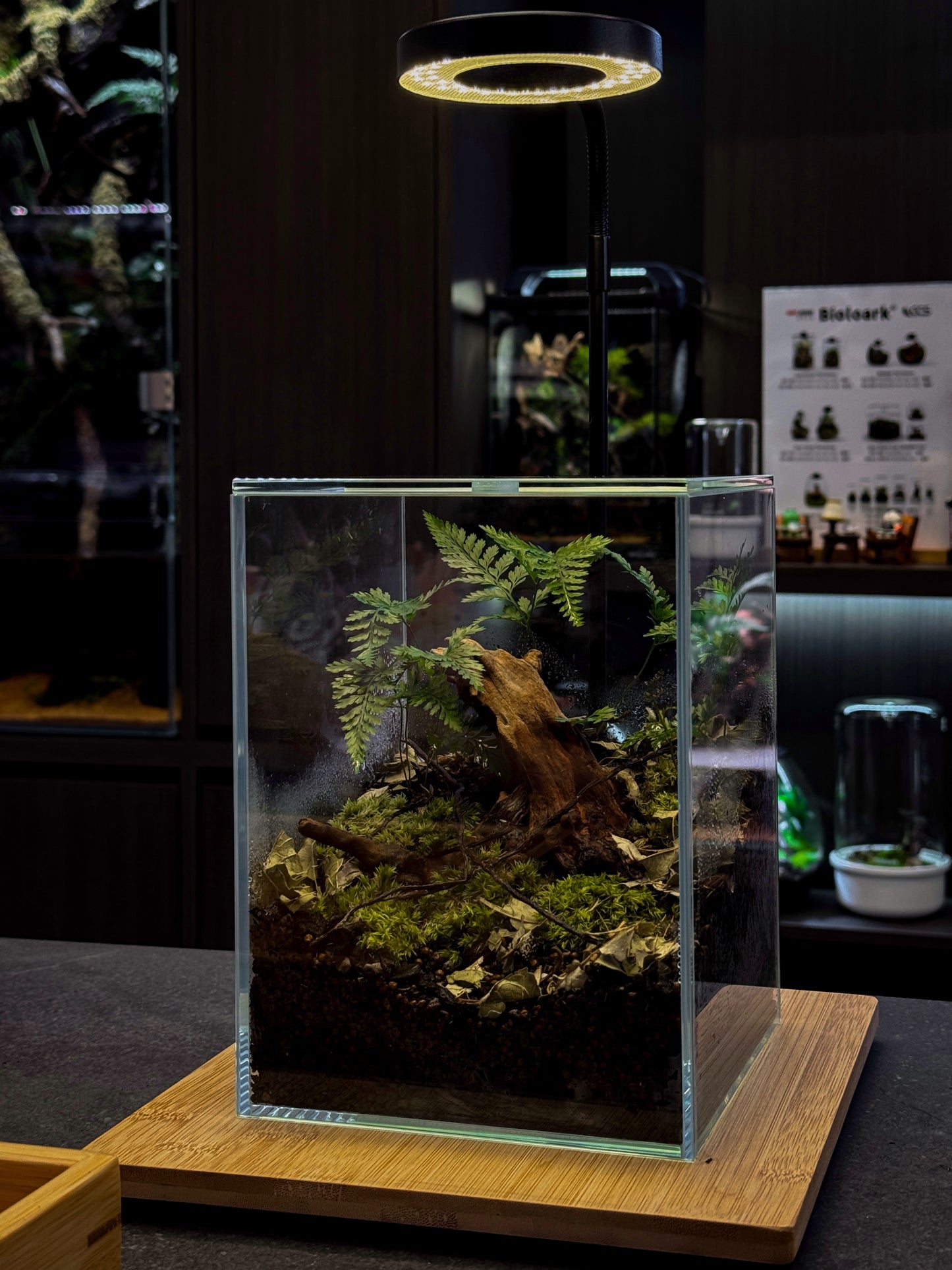 Standard Nature Terrarium Workshop
