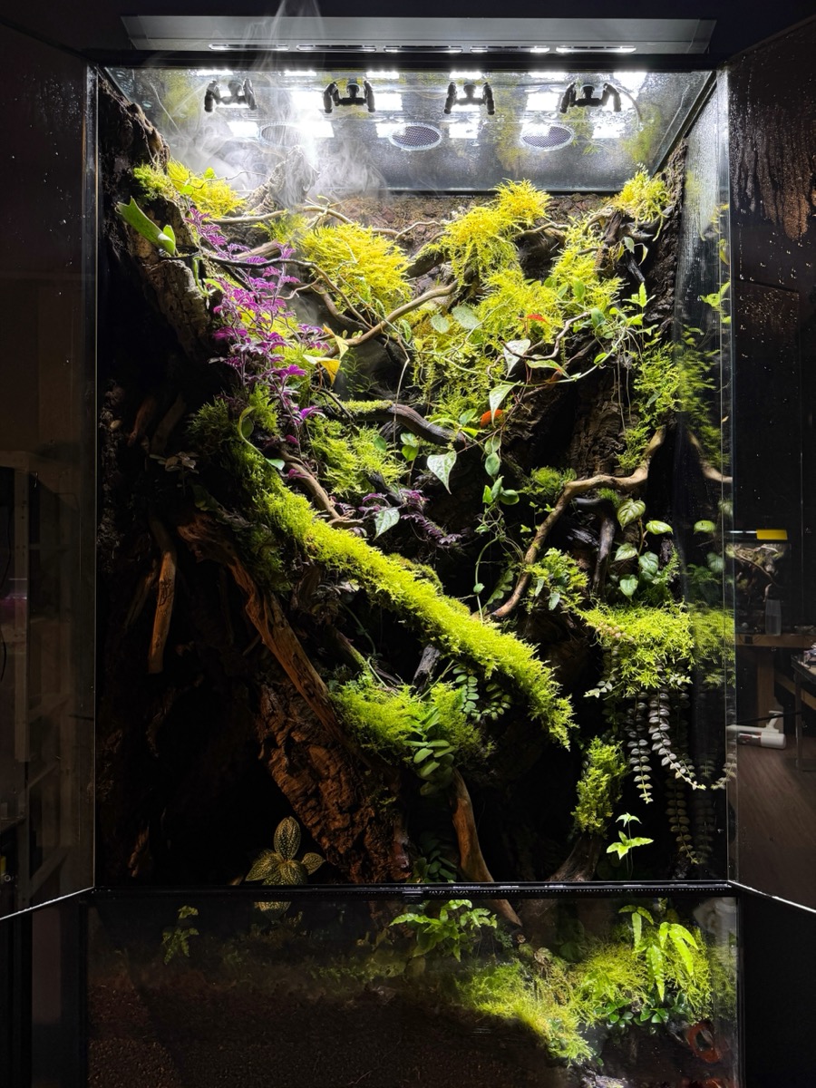 A CCS living system