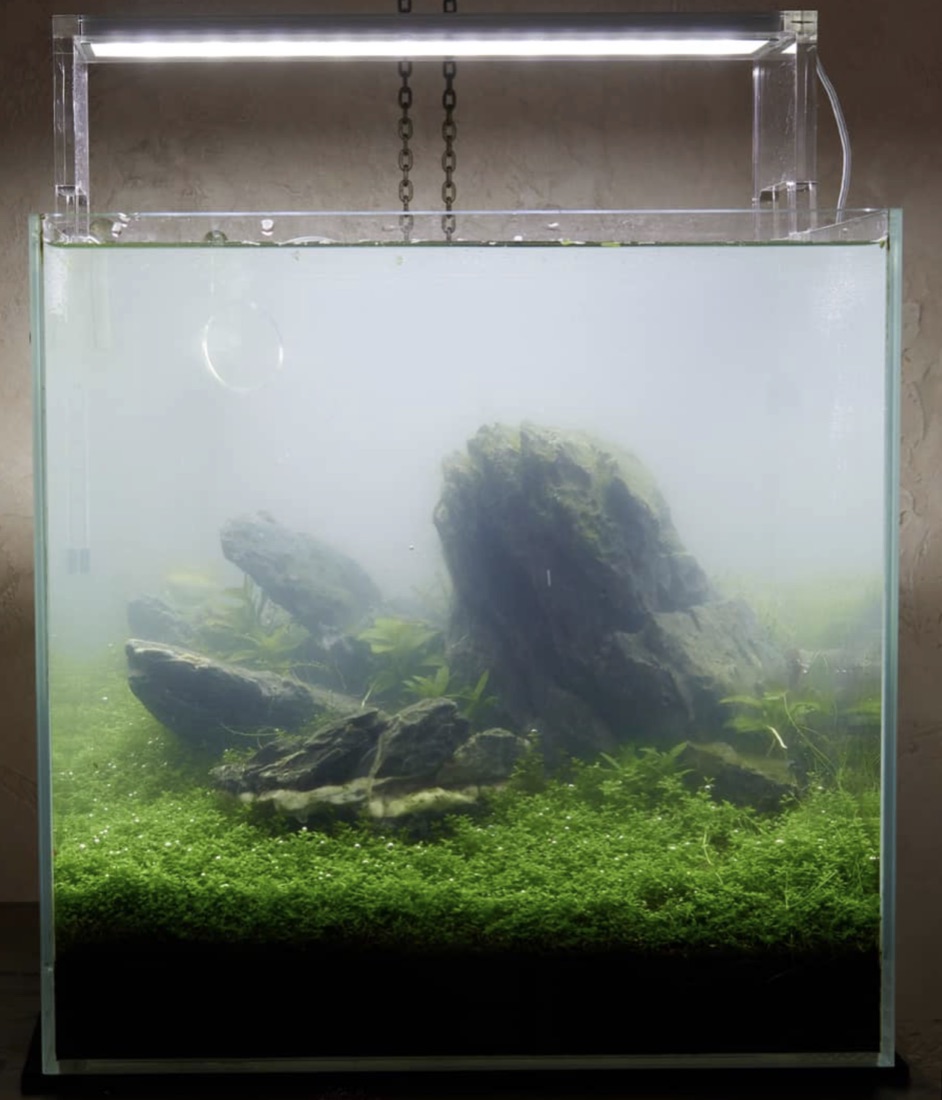 Slightly cloudy water in a newly set-up crab paludarium