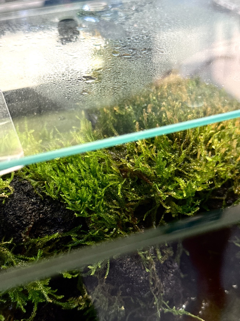 A lidded crab paludarium holding humidity, with a dry spot to climb out onto