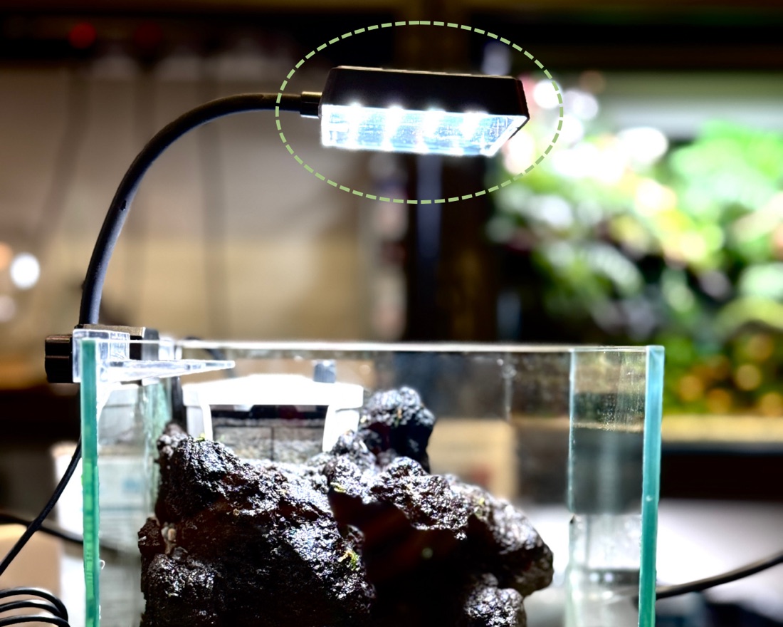 A small LED giving a crab paludarium gentle, indirect light