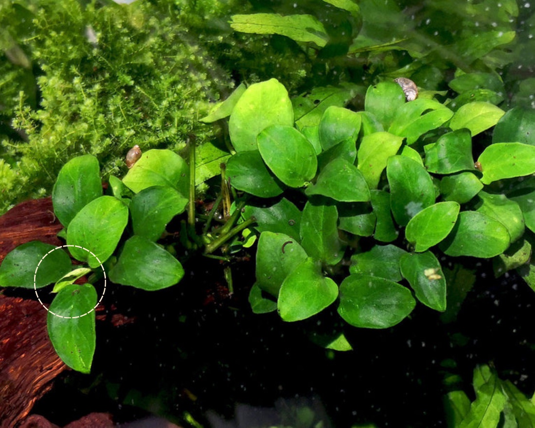 New plant growth in a crab paludarium