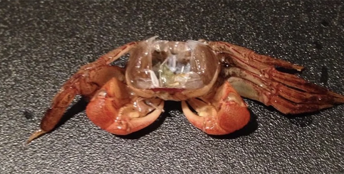 A shed crab shell that looks like a second crab