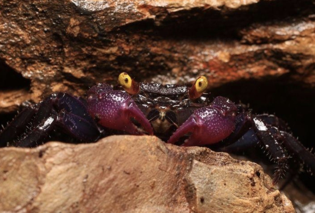 A shy vampire crab hiding while it settles in