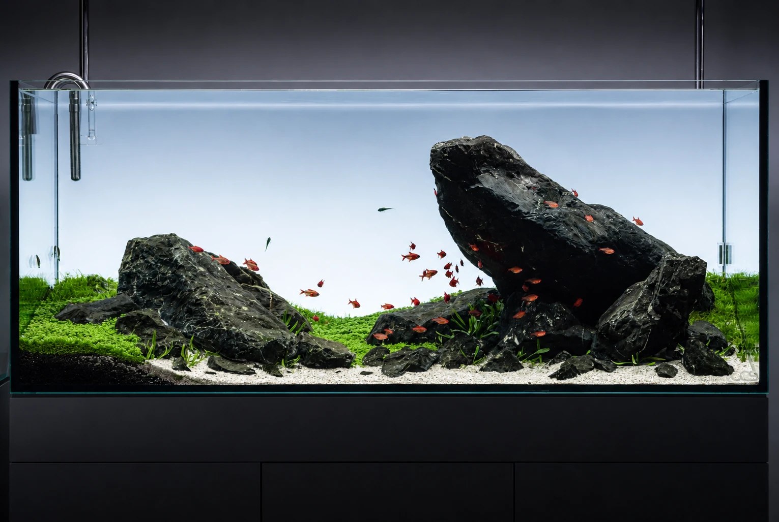 A planted CCS aquascape