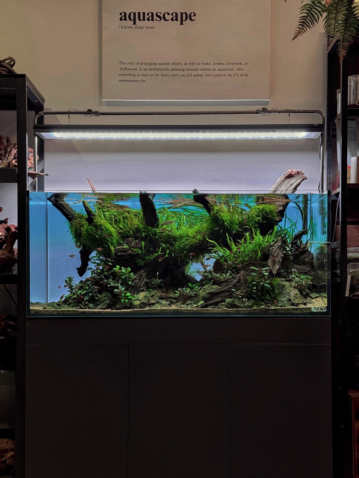 Aquascape
