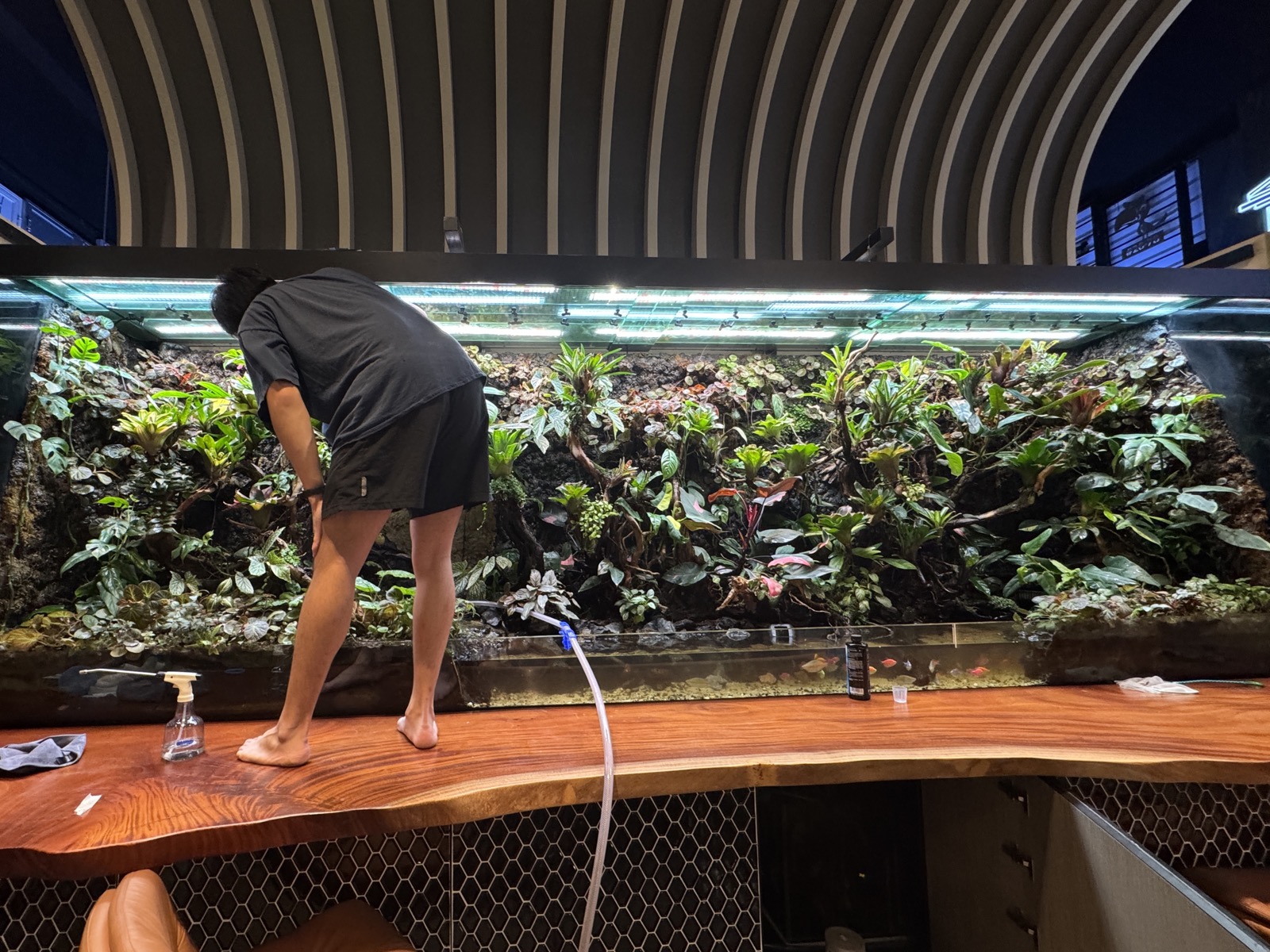 A CCS specialist reworking and enhancing a client's large planted-wall installation