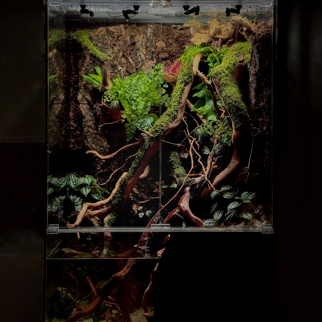 Vivarium & Paludarium