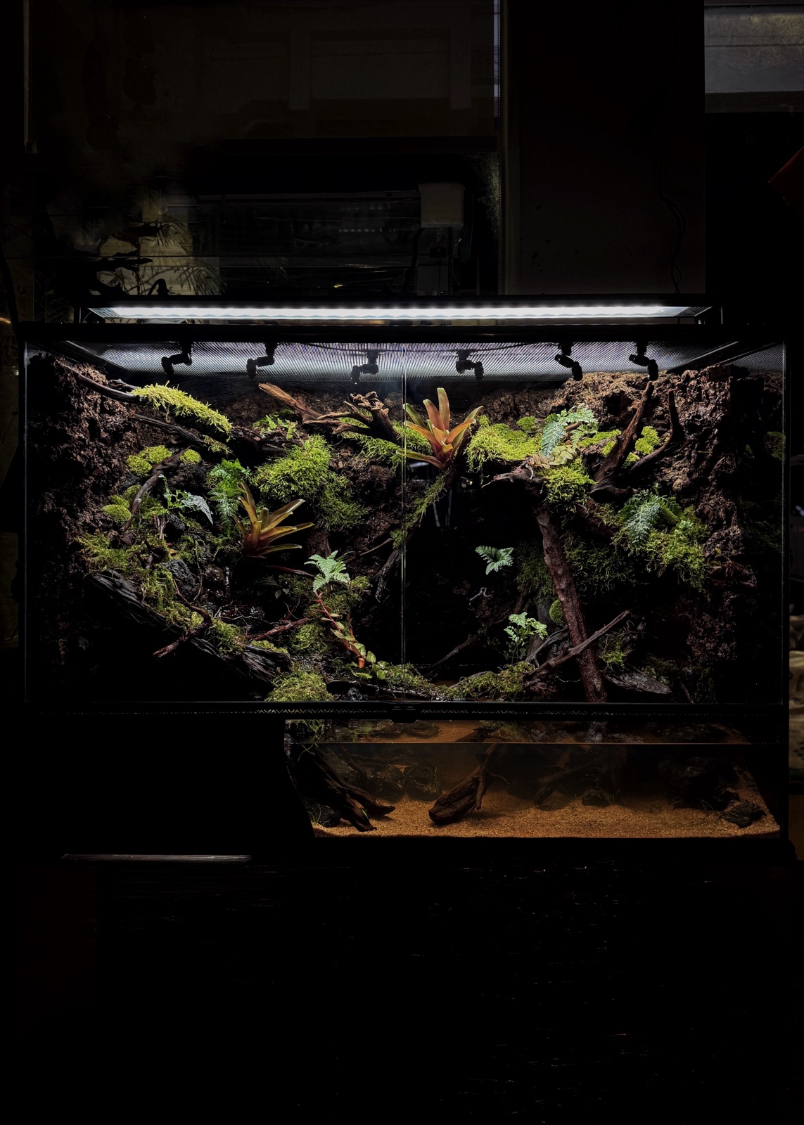 Lost — Paludarium