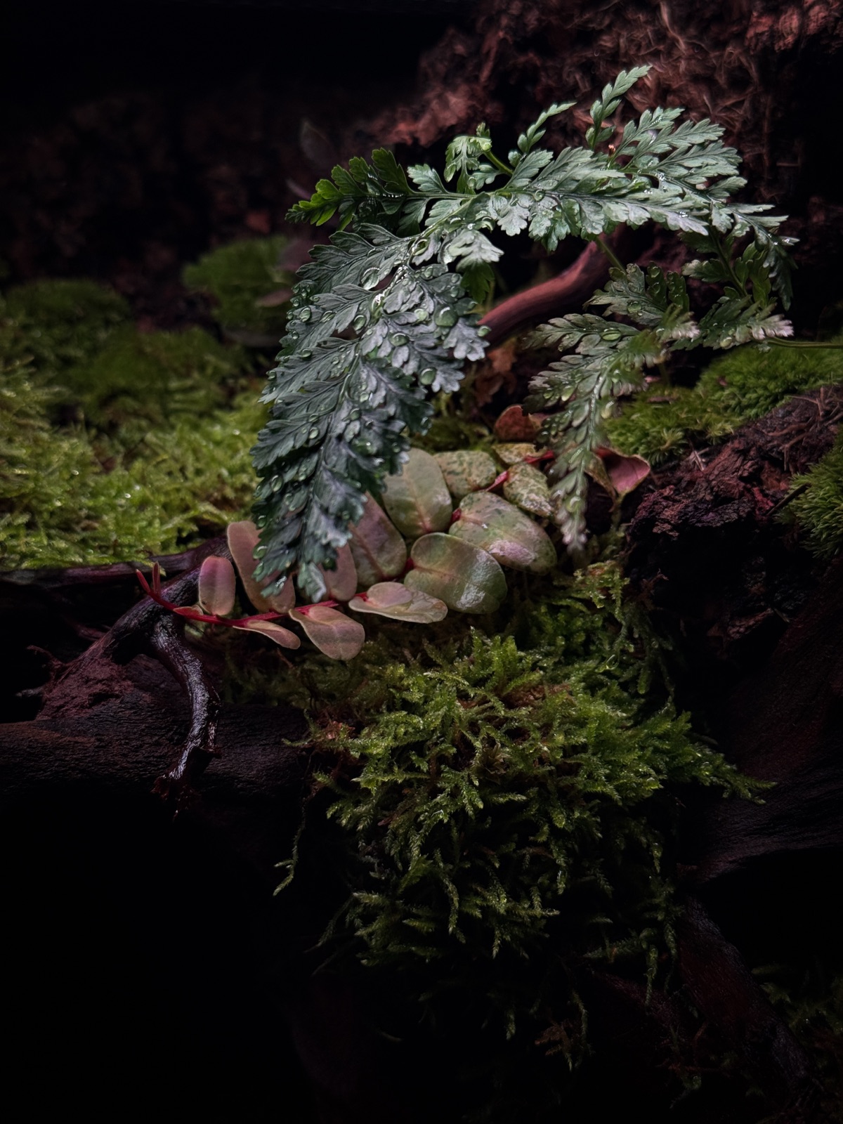 Lost: detail