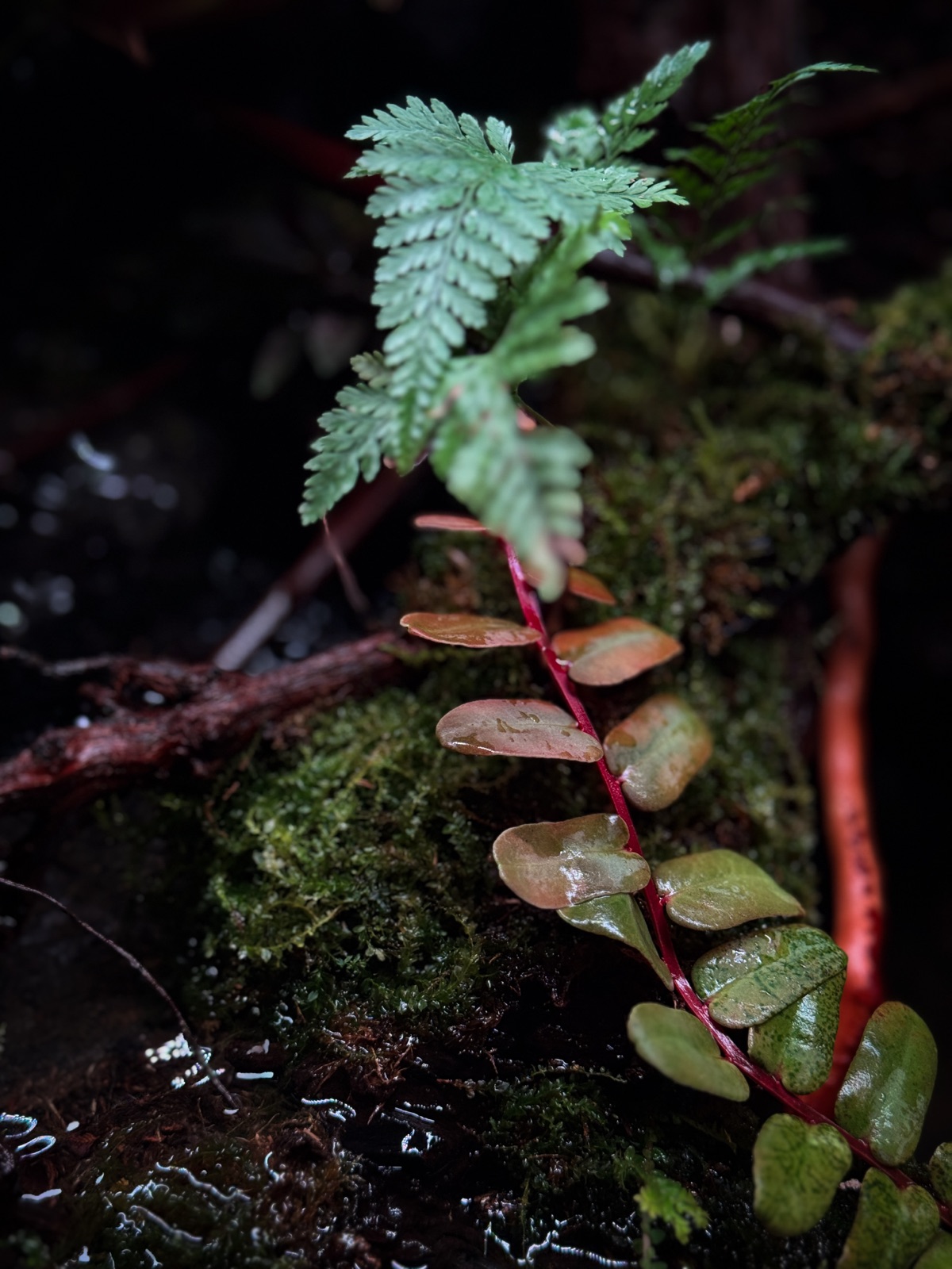 Lost: detail