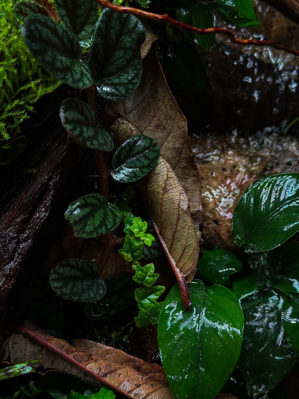 Rainforest, Up Close — Vivarium