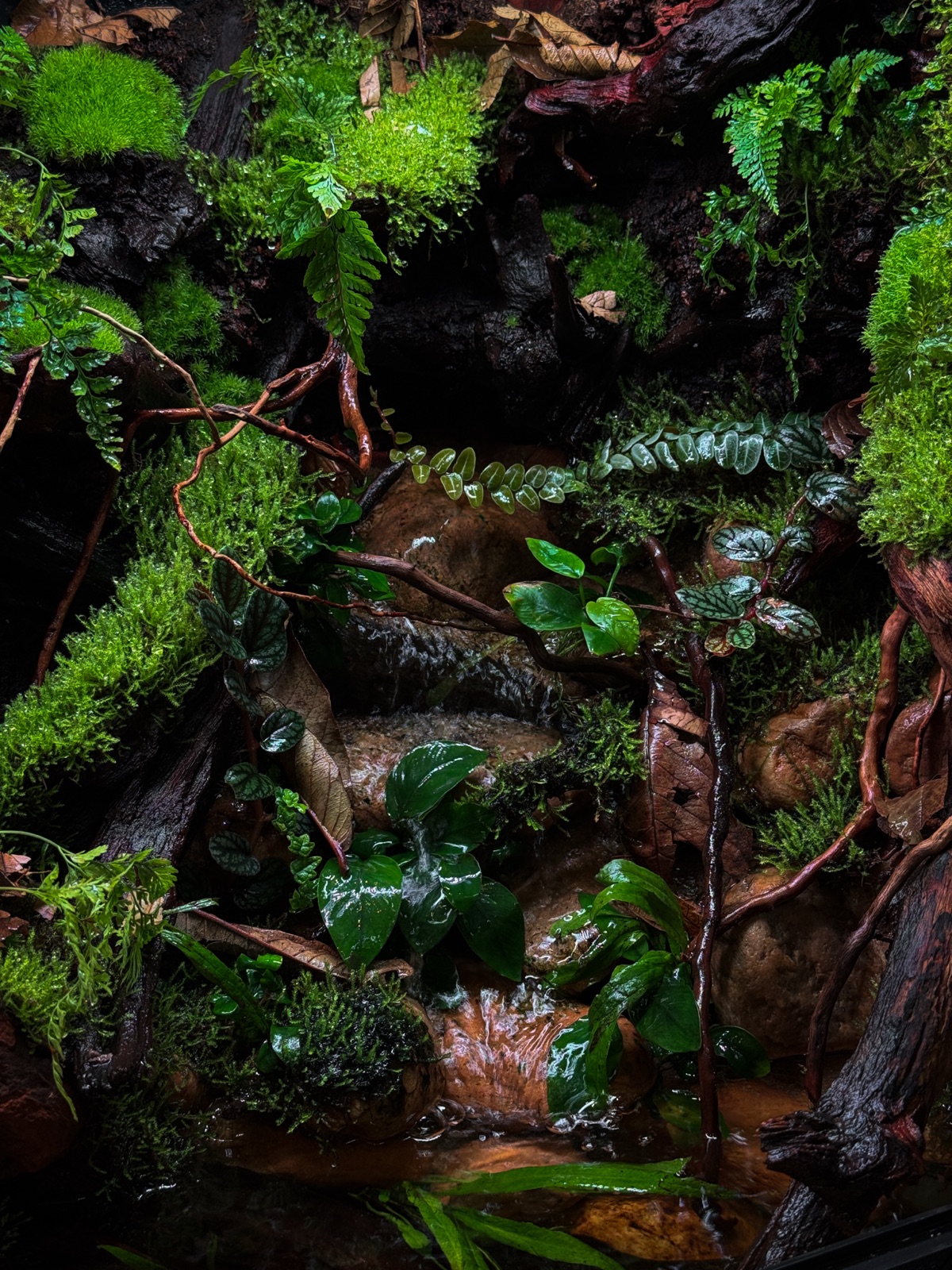 Rainforest, Up Close: detail