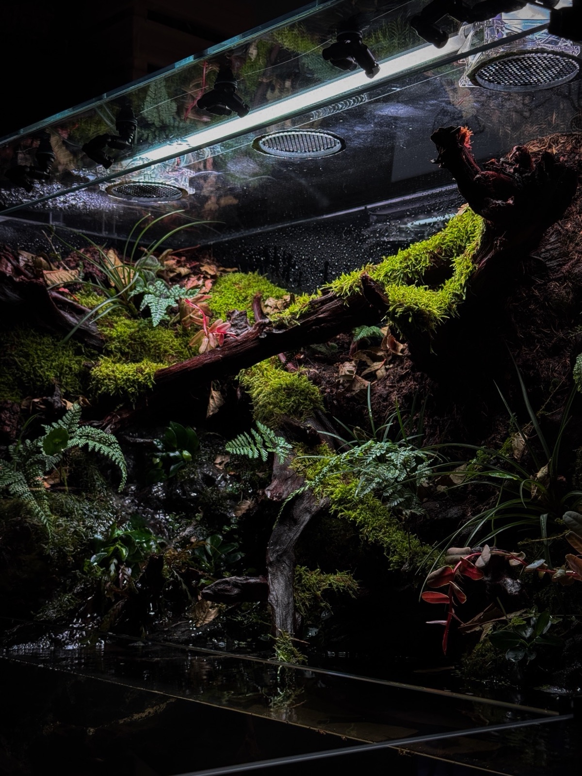 Riverbank paludarium