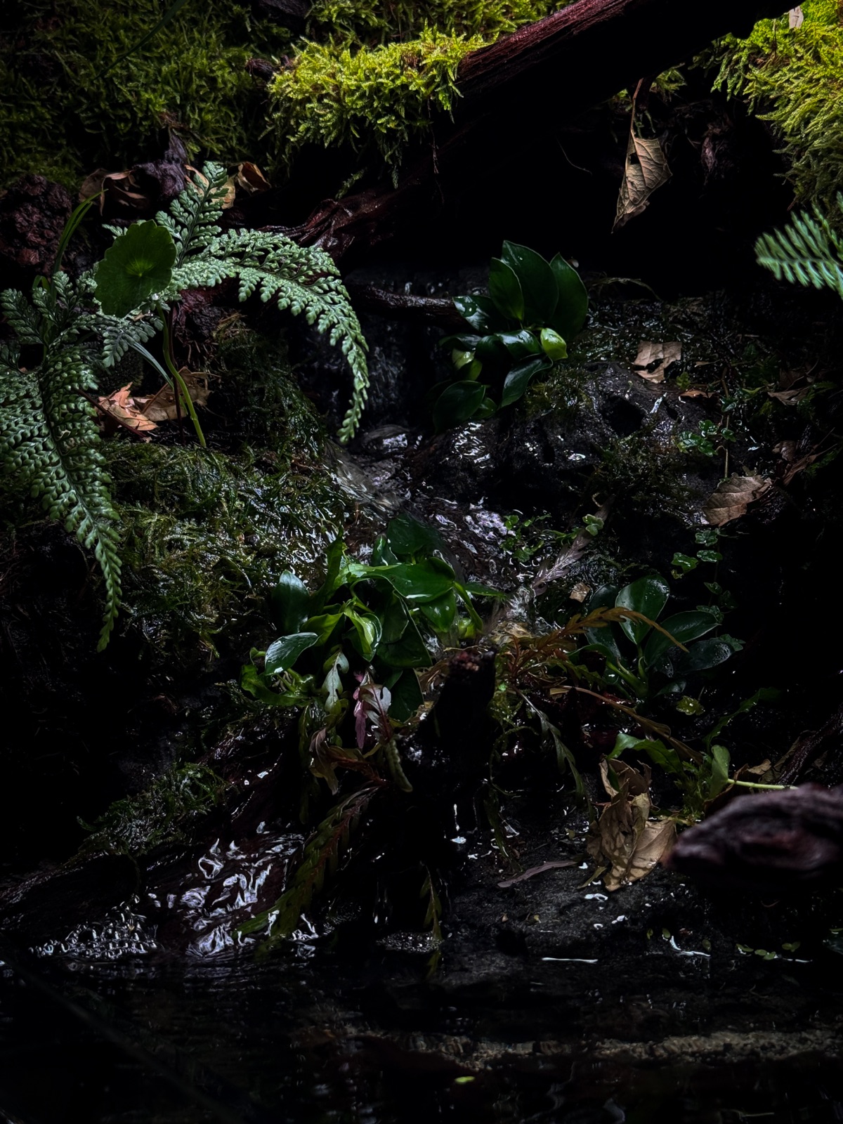 Riverbank: detail