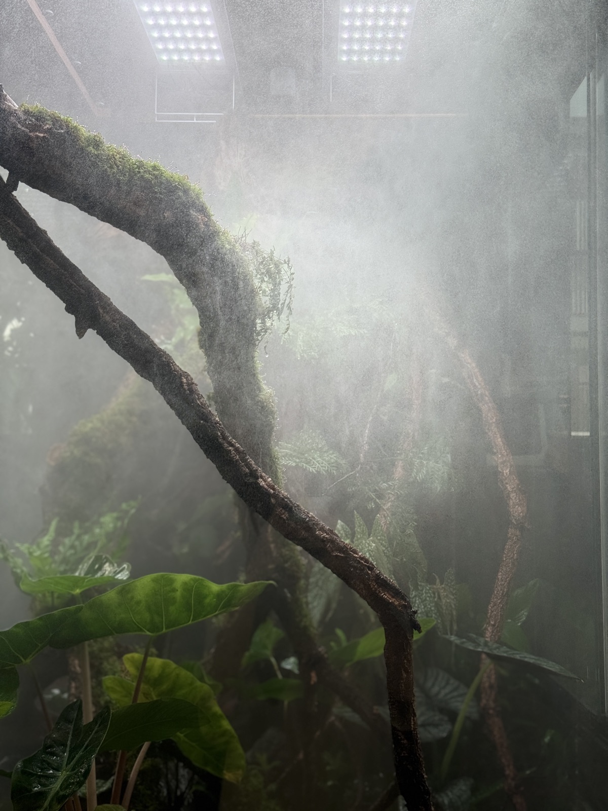Cloud Forest, a CCS statement paludarium