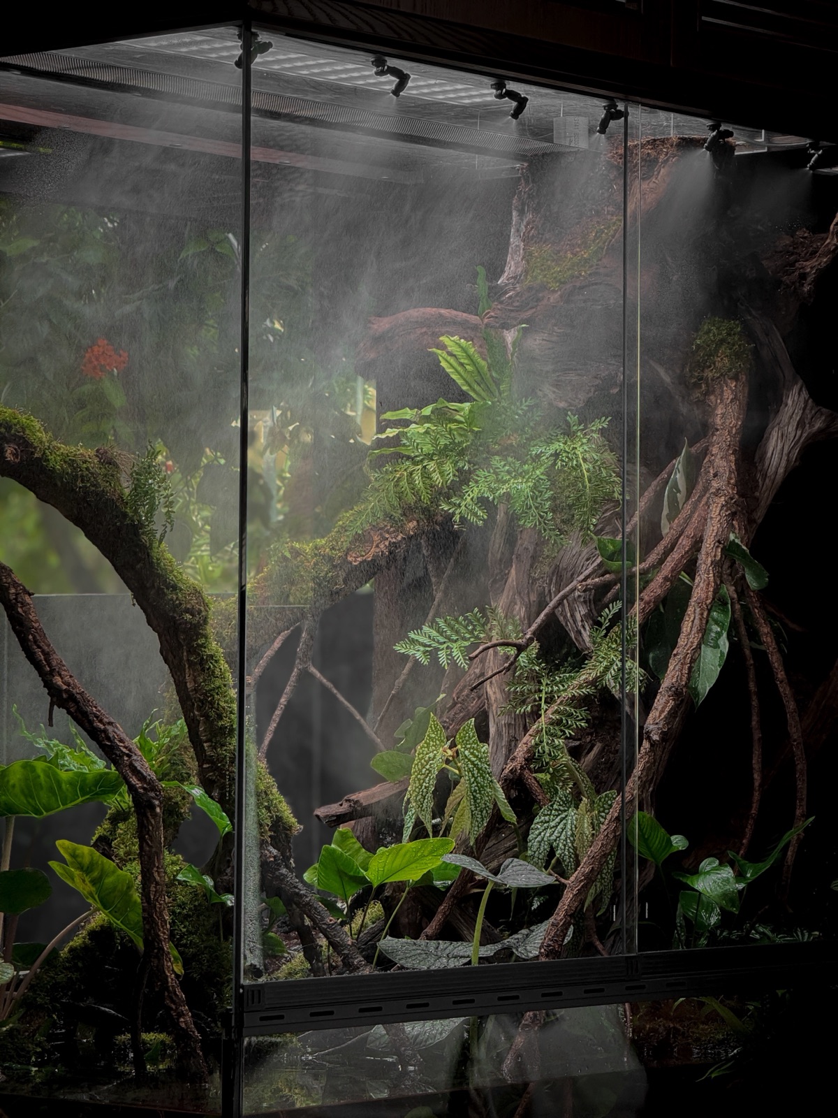 Cloud Forest: detail