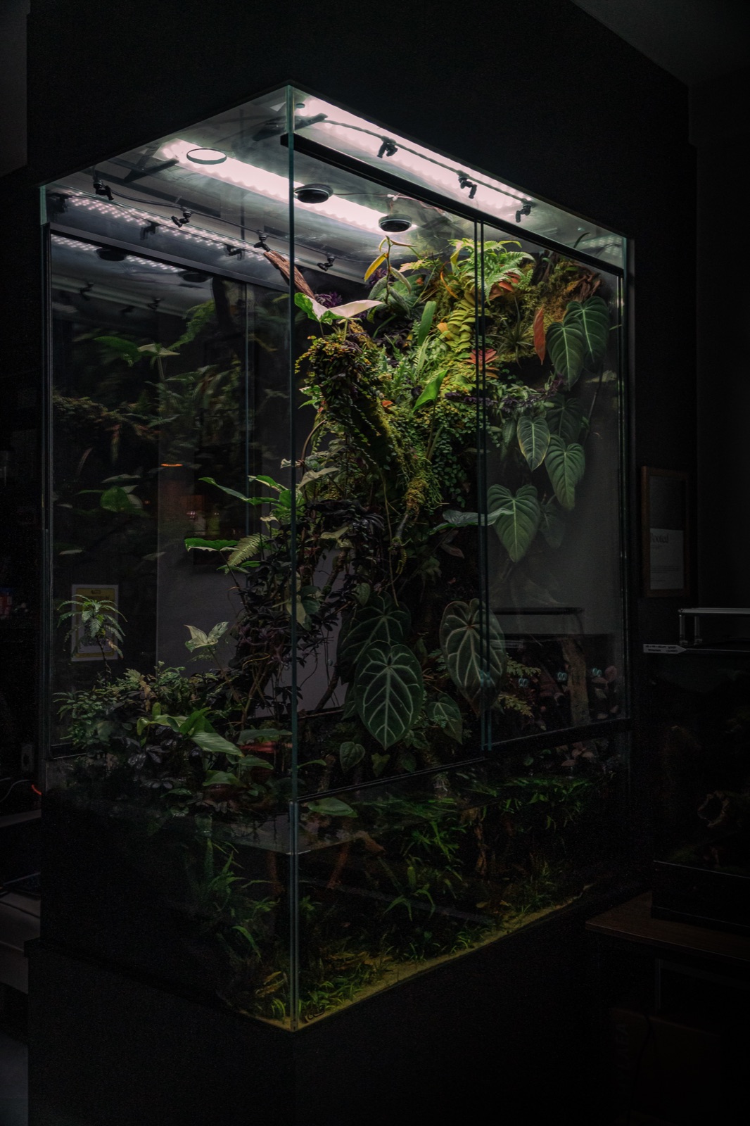 Rooted — Vivarium