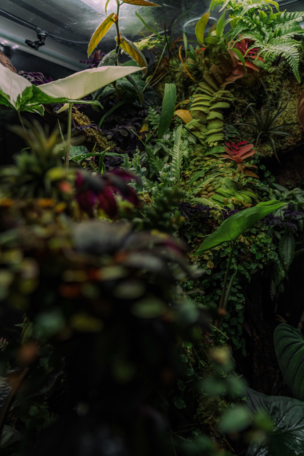 Rooted: detail