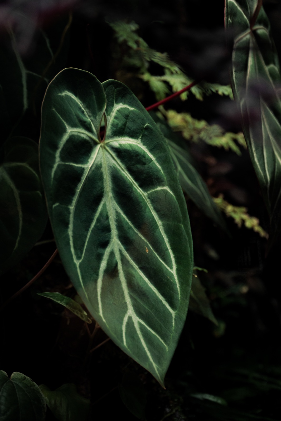 Rooted: detail