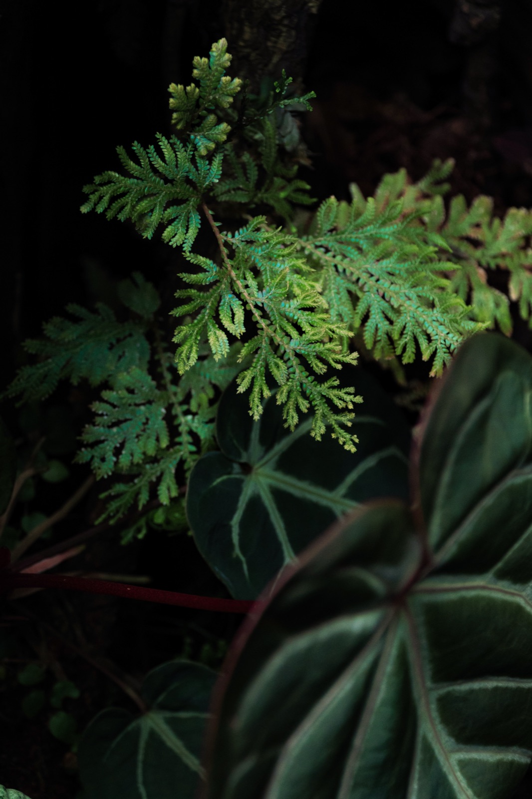 Rooted: detail