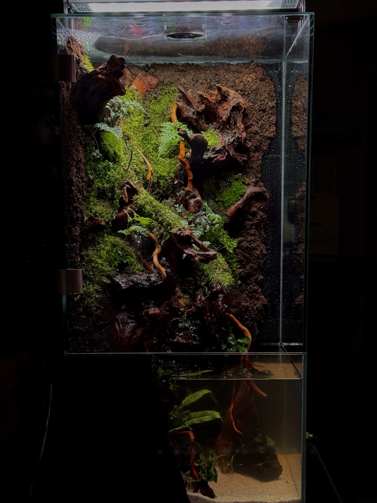 Vertical Jungle paludarium