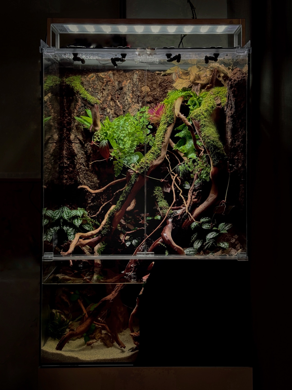 Tangled Bank paludarium