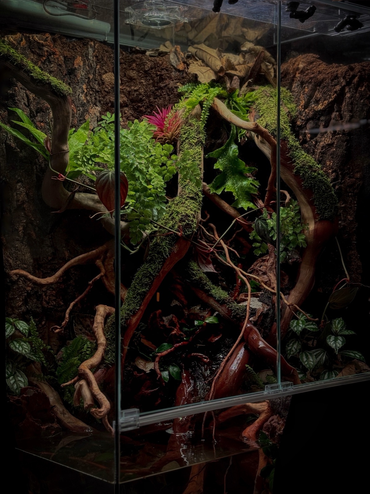 Tangled Bank: detail
