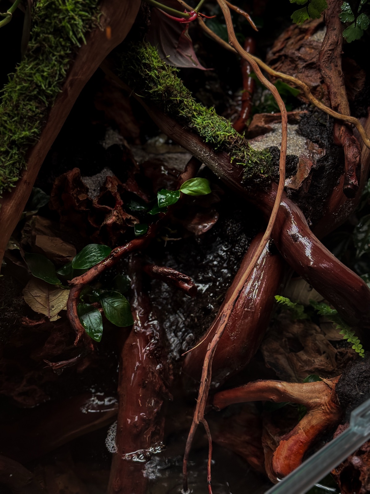 Tangled Bank: detail
