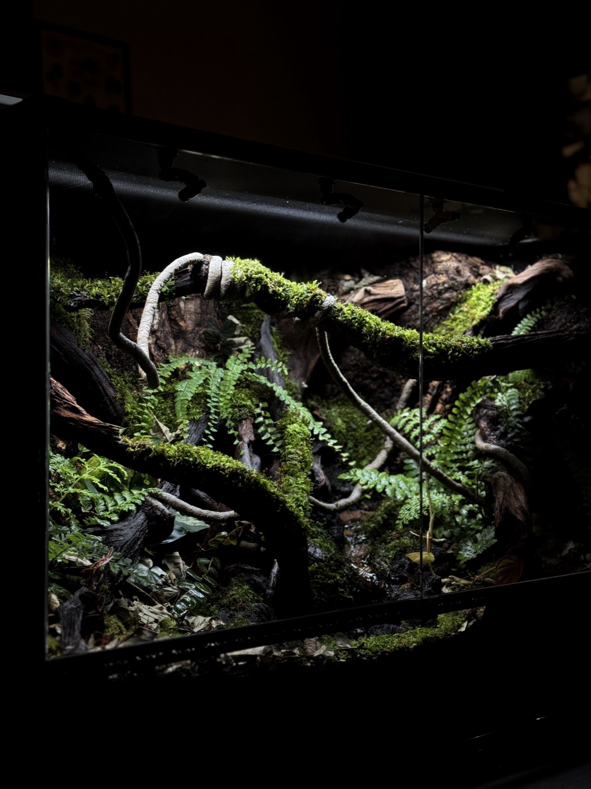 The Fallen Log — Vivarium