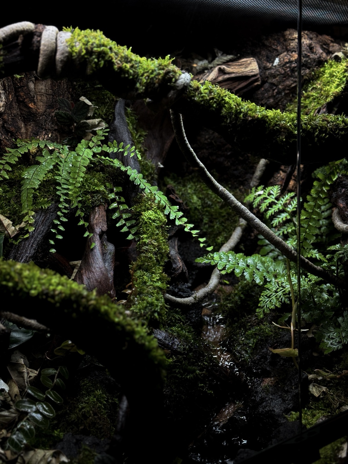 The Fallen Log: detail