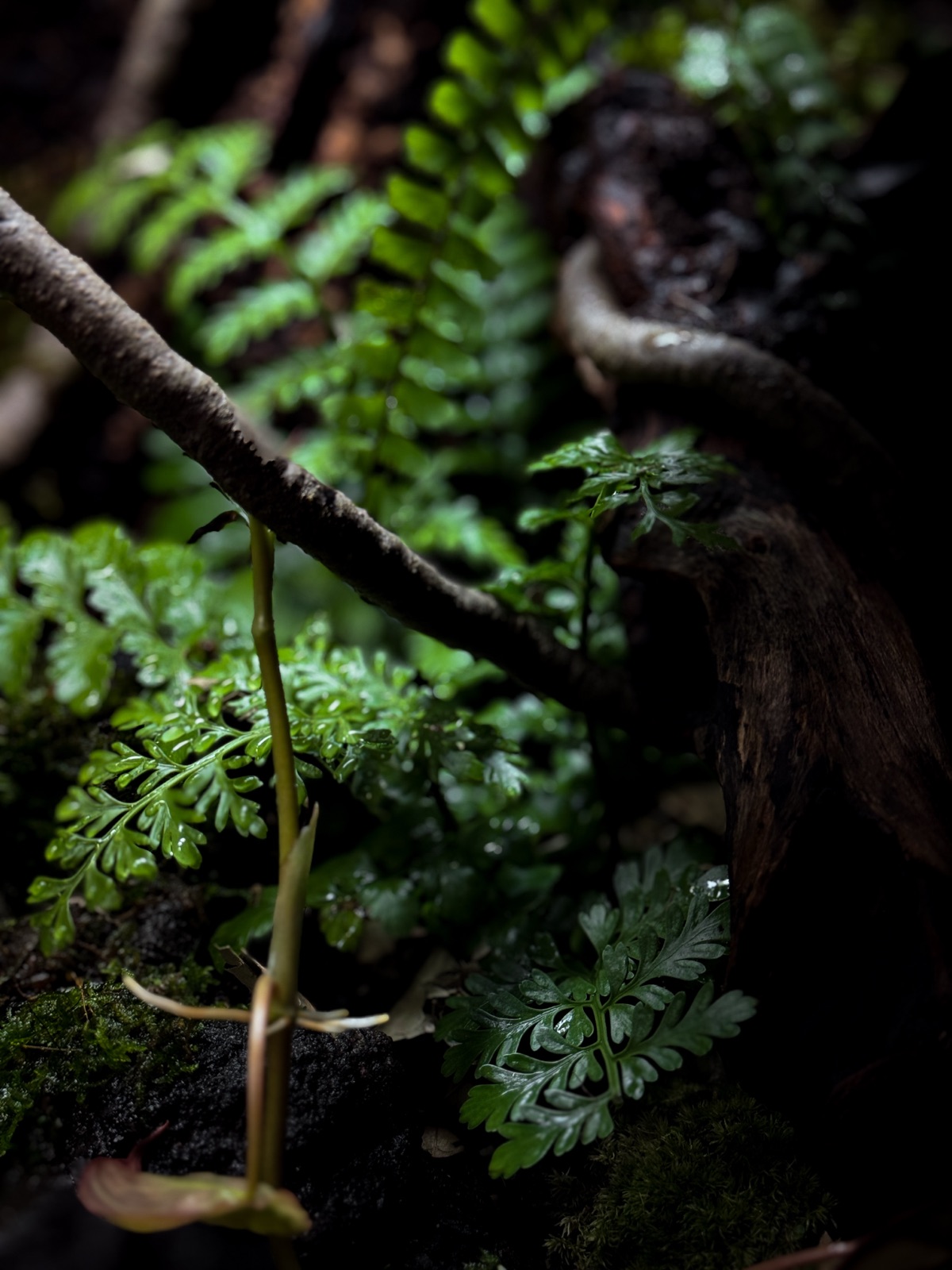The Fallen Log: detail