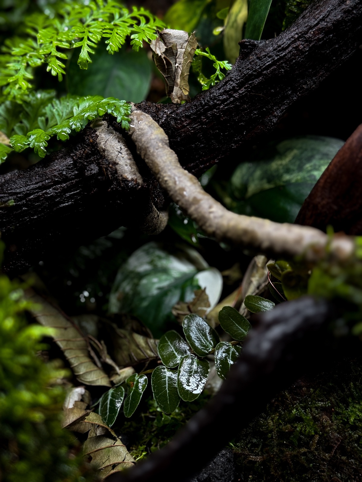 The Fallen Log: detail