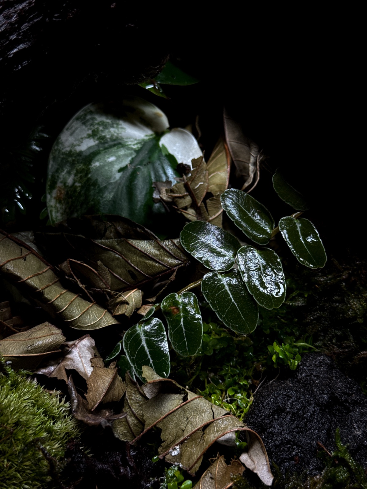 The Fallen Log: detail