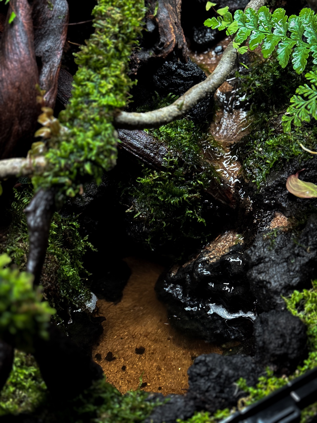 The Fallen Log: detail