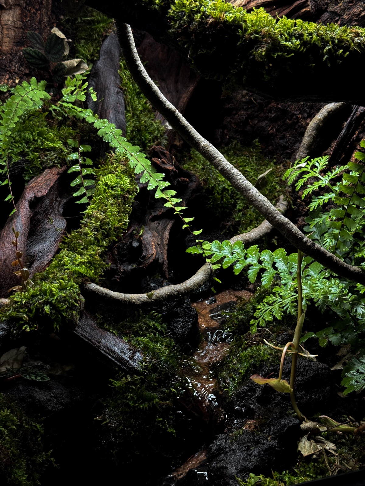 The Fallen Log: detail
