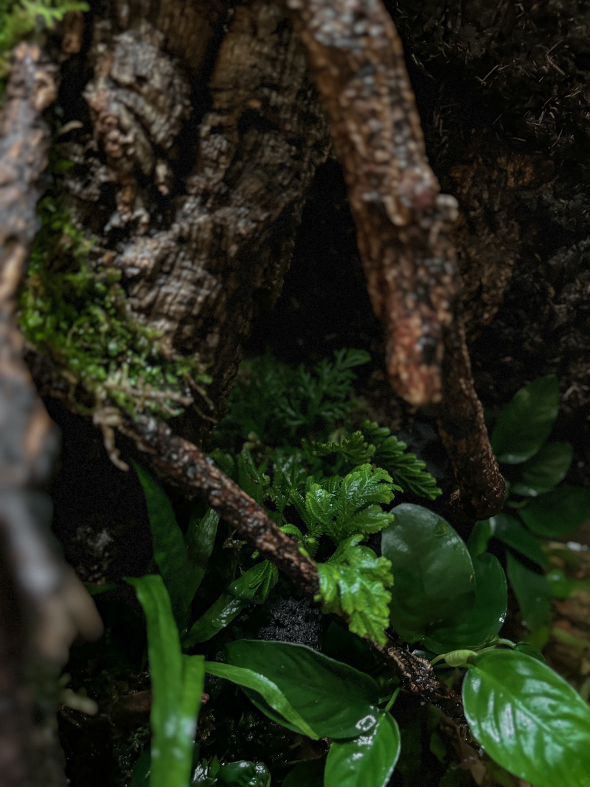 Mossbridge: detail