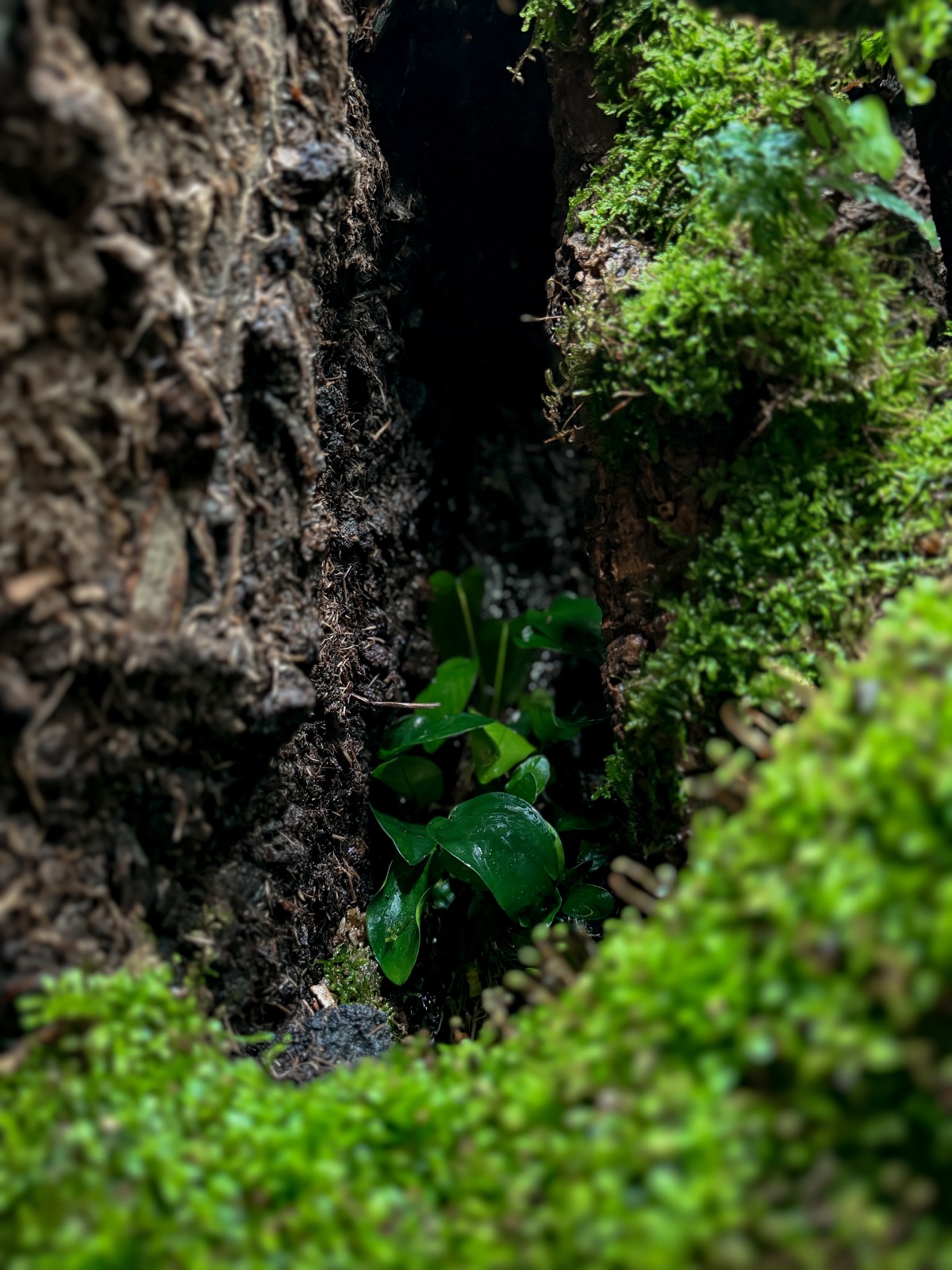 Mossbridge: detail