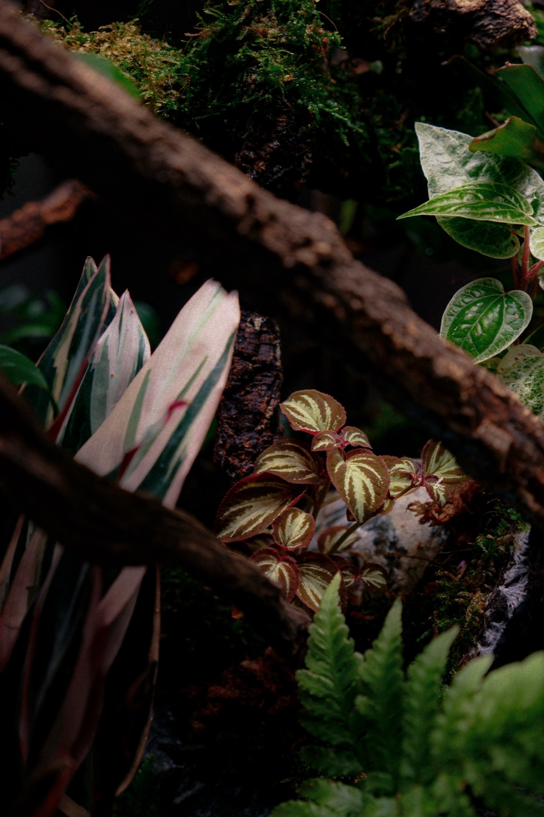 Ascend: detail