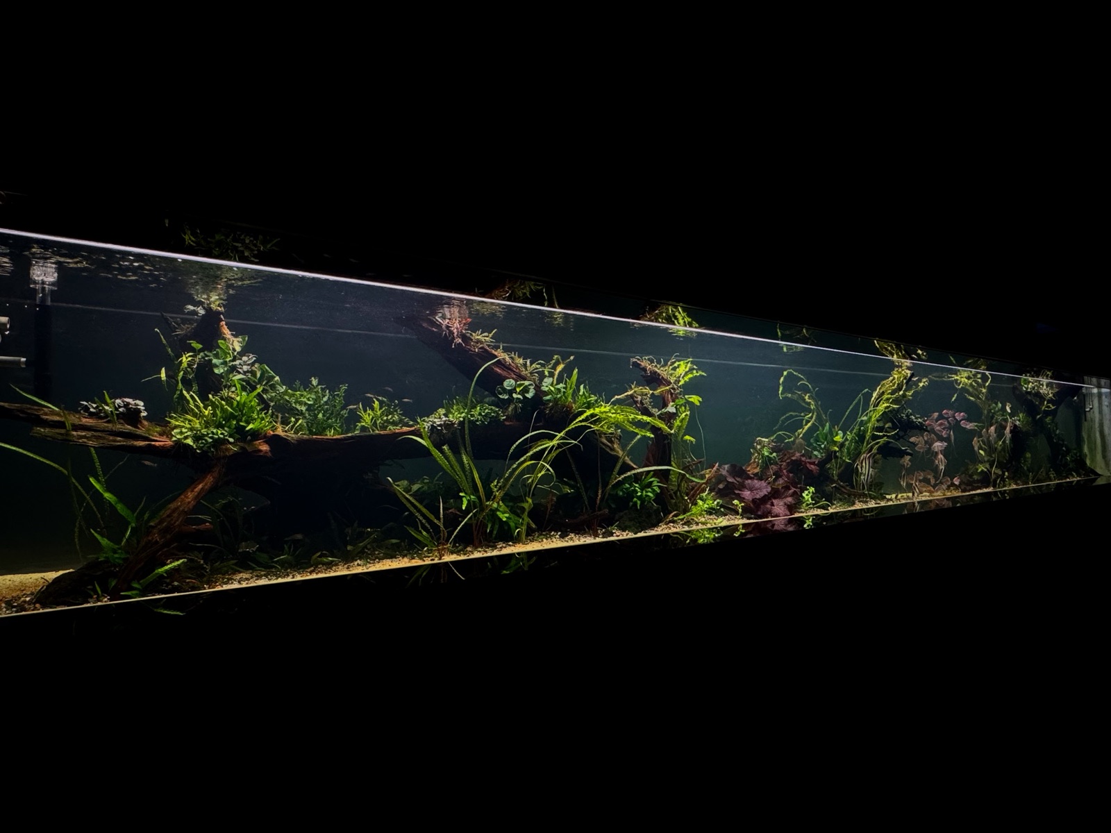Drifting: planting detail
