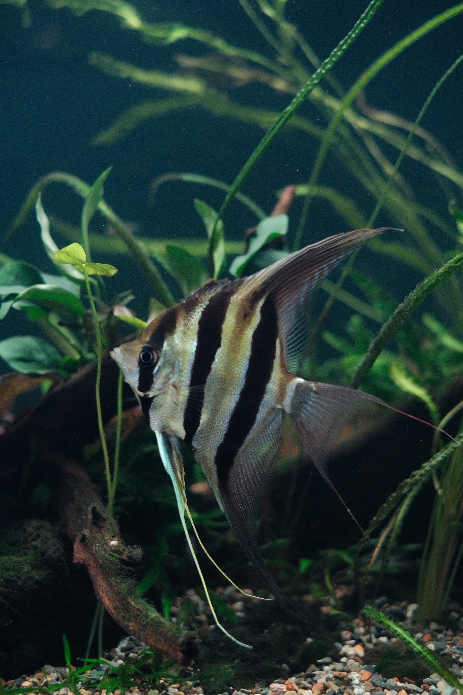 Fish and animals living inside a CCS ecosystem