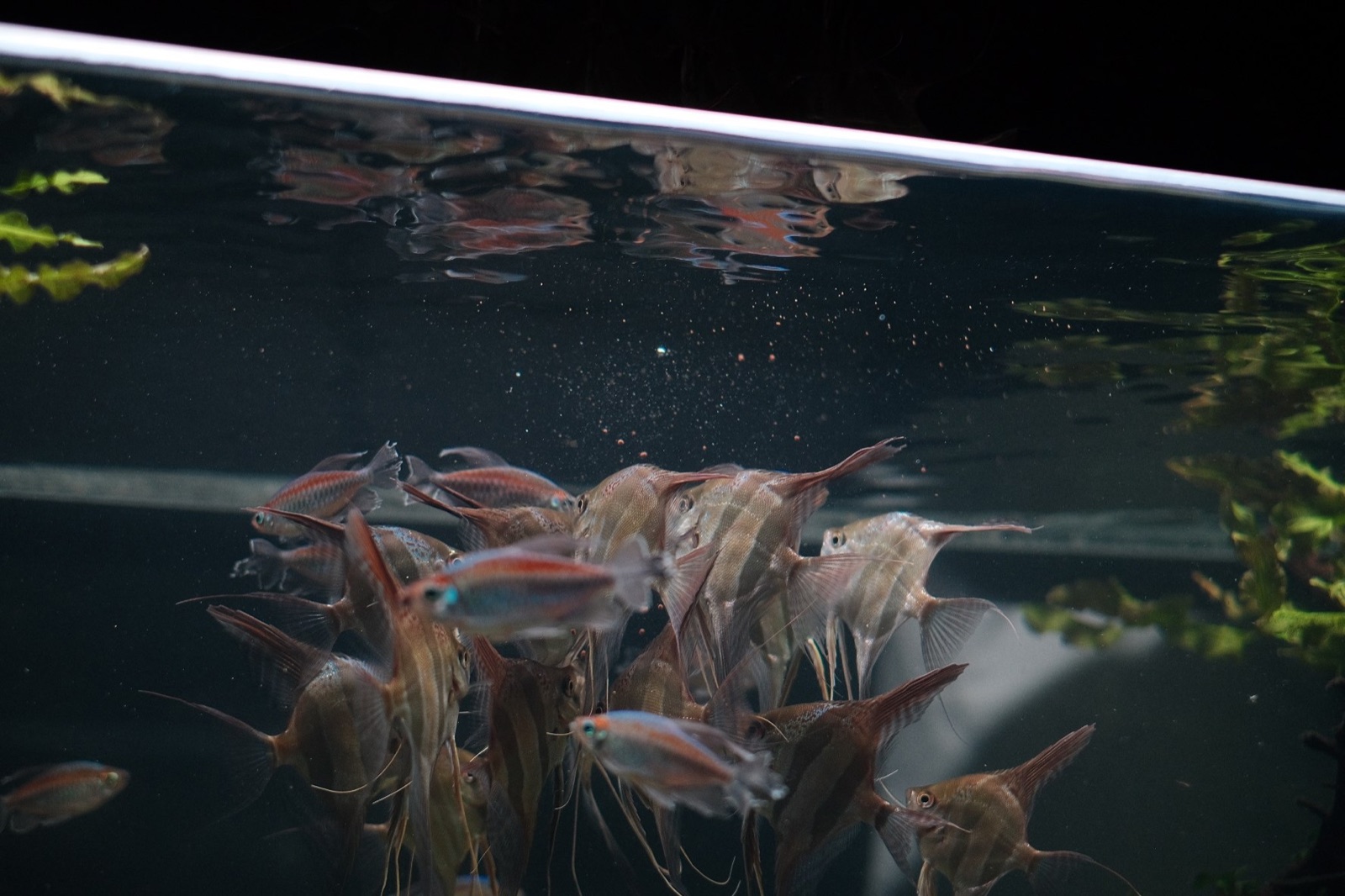 Drifting: angels near the surface