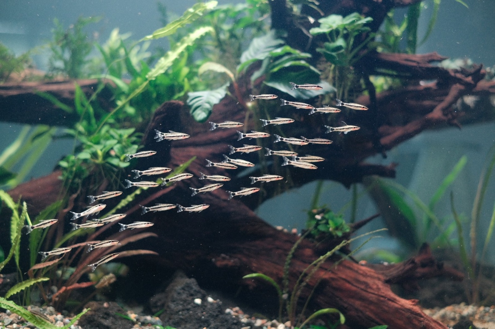 Drifting: pencilfish over driftwood