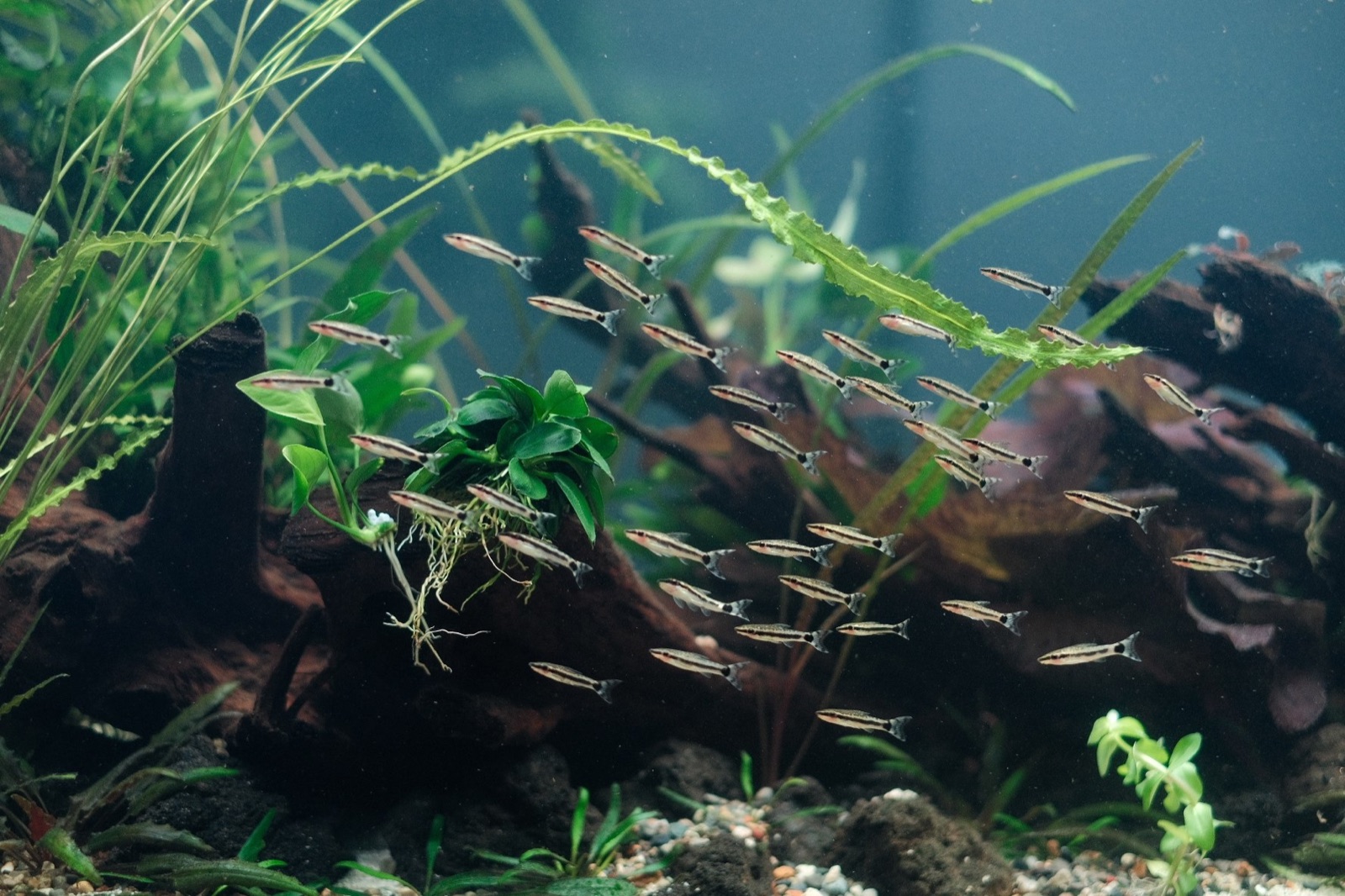 Drifting: pencilfish in the planted scape