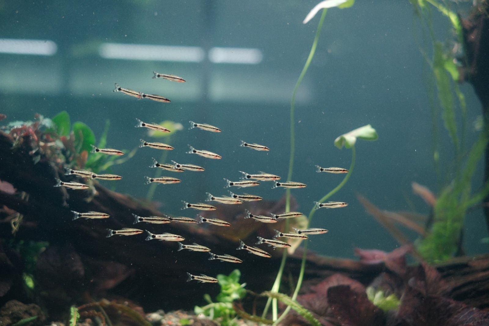 Drifting: pencilfish school
