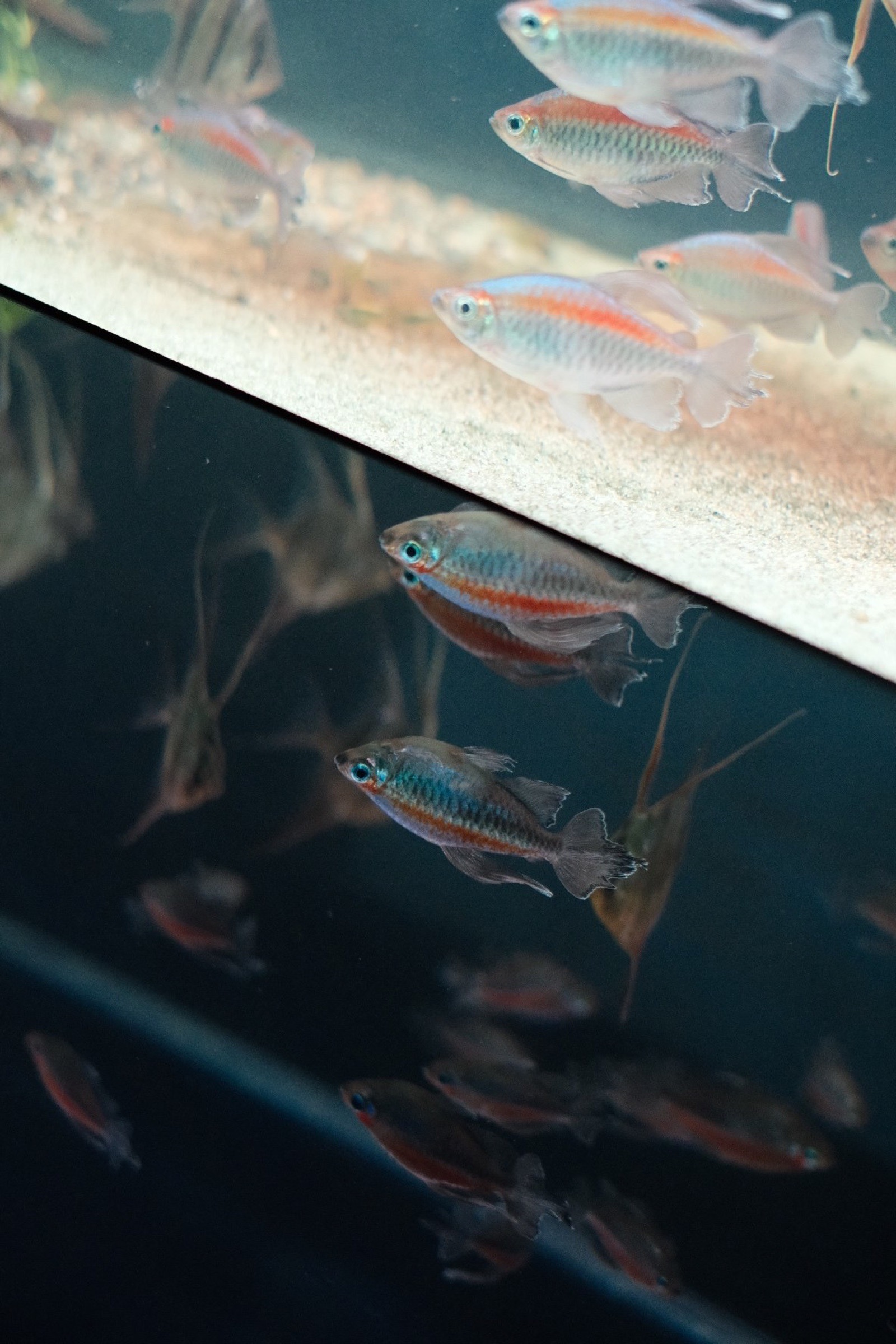 Drifting: congo tetras near the surface
