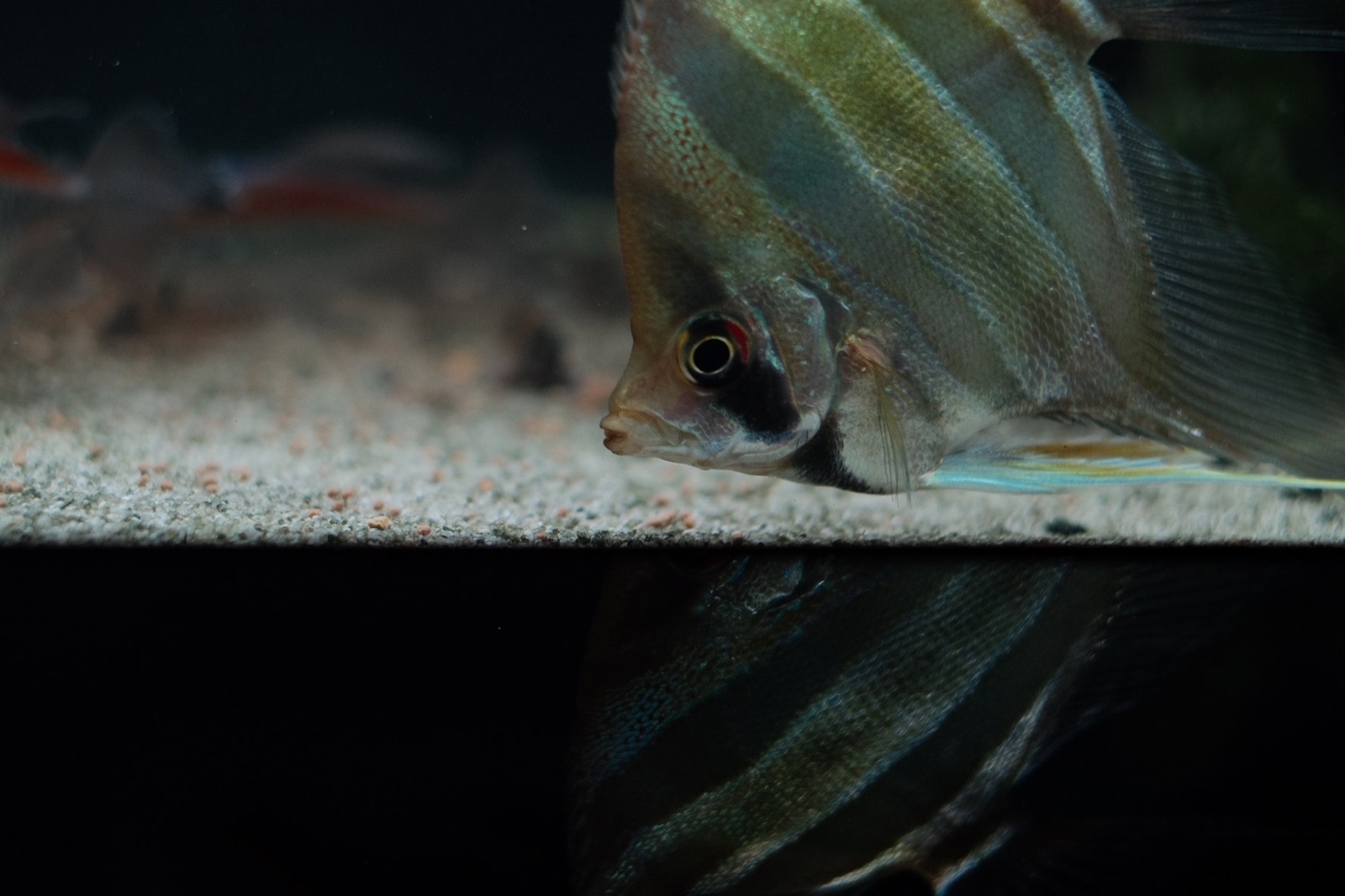 Drifting: an angel at the substrate