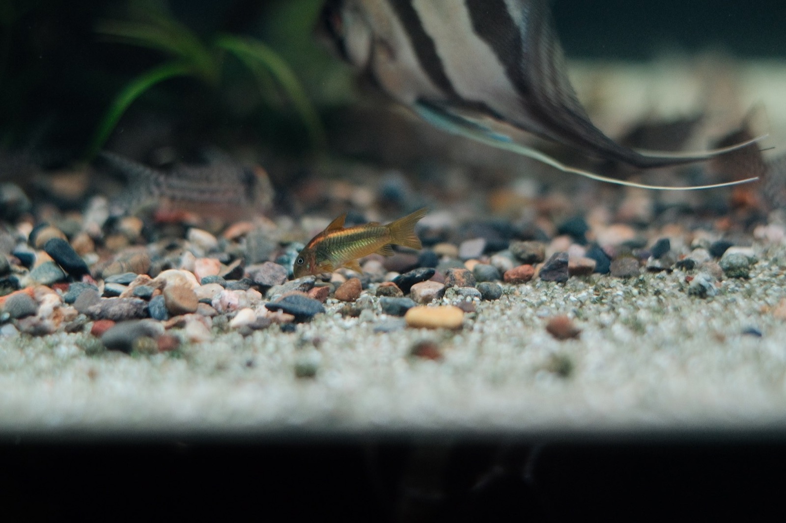 Drifting: corydoras on the riverbed