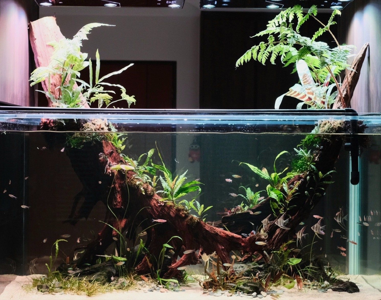 A CCS living system today